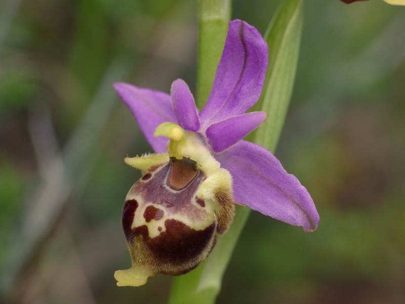 Orchidee di Creta: tra mitologia, montagne e natura, marzo 2015